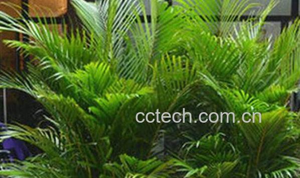 散尾葵的养殖方法以及注意事项-0