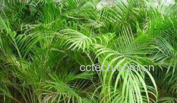 散尾葵的养殖方法以及注意事项-1