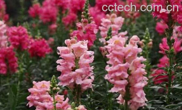 金鱼草怎么养 金鱼草的种植方法-1