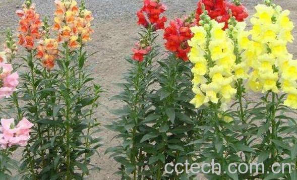 金鱼草怎么养 金鱼草的种植方法-0