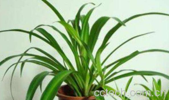 常见观叶植物有哪些 适合在家养殖的观叶植物介绍-1