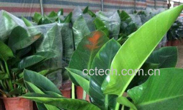 常见观叶植物有哪些 适合在家养殖的观叶植物介绍-0