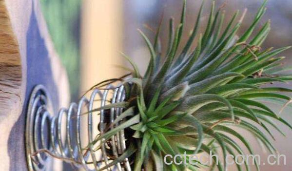 空气凤梨怎么繁殖 空气凤梨对人危害有哪些-0