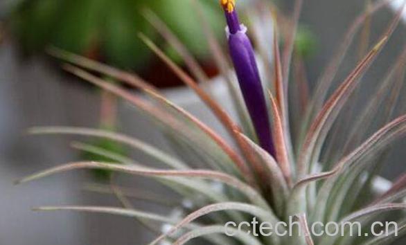 空气凤梨怎么繁殖 空气凤梨对人危害有哪些-1