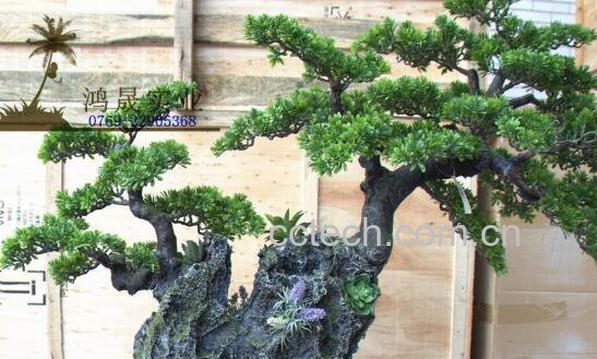 迎客松盆景的养殖方法以及注意事项-0