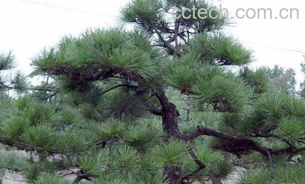 迎客松盆景的养殖方法以及注意事项-1