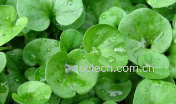 金钱草的功效与作用 金钱草的药用价值-1