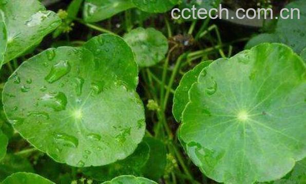 金钱草的功效与作用 金钱草的药用价值-0