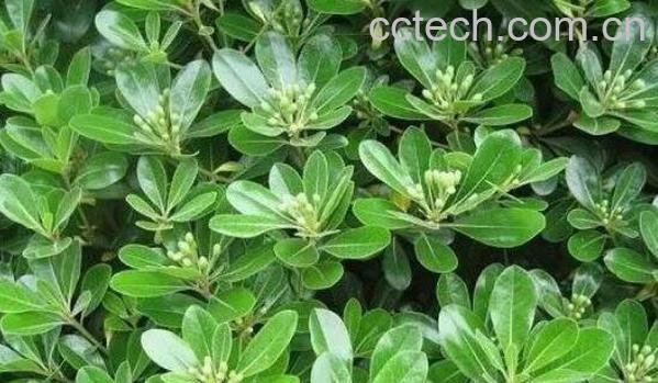 七叶莲怎么种 七叶莲的养殖方法技巧-1