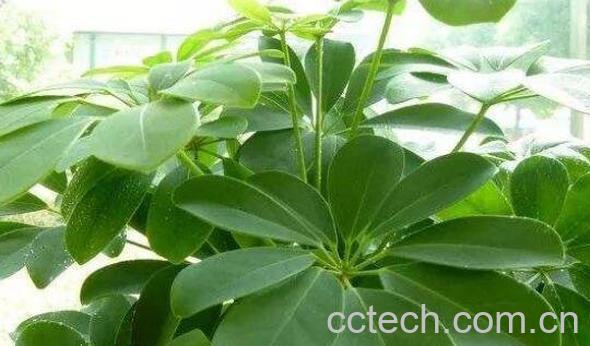 七叶莲怎么种 七叶莲的养殖方法技巧-0