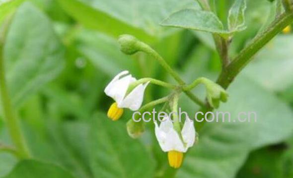 龙葵花的功效与作用 龙葵花像什么-1