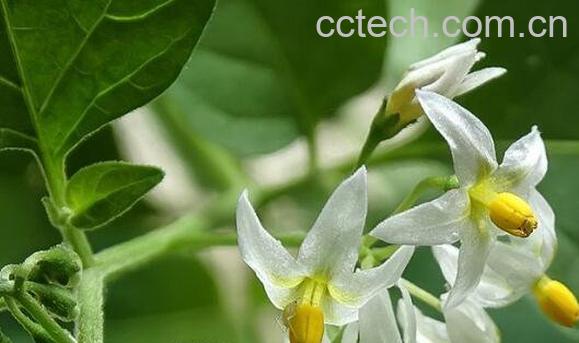 龙葵花的功效与作用 龙葵花像什么-0