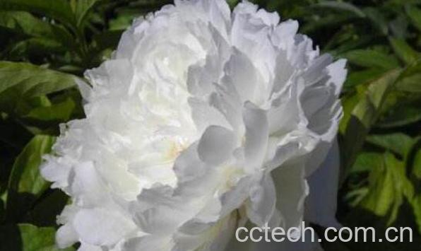 白芍药的功效与作用及药用价值-0