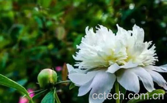 白芍药的功效与作用及药用价值-1