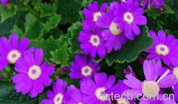 瓜叶菊蔫了怎么办 瓜叶菊花败后怎么处理-0