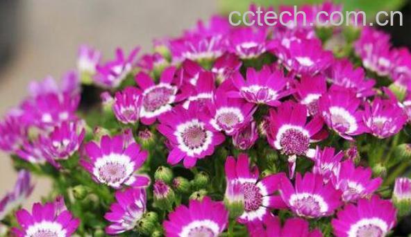 瓜叶菊蔫了怎么办 瓜叶菊花败后怎么处理-1