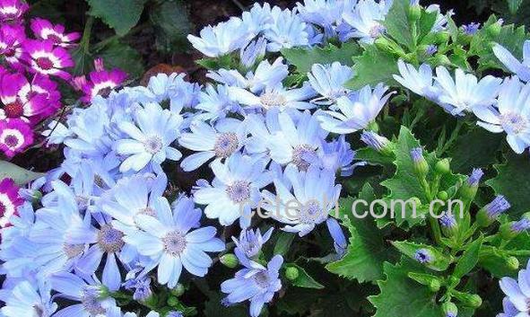 瓜叶菊怎么养 瓜叶菊的养殖方法和注意事项-0