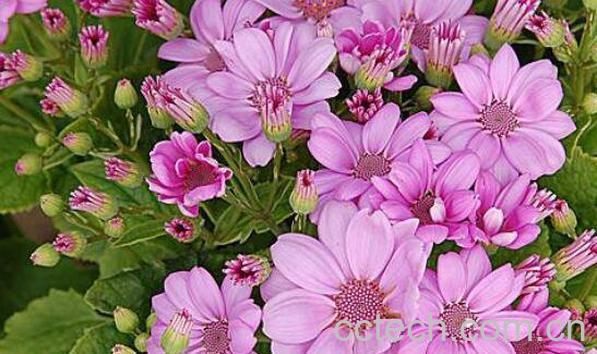 瓜叶菊怎么养 瓜叶菊的养殖方法和注意事项-1