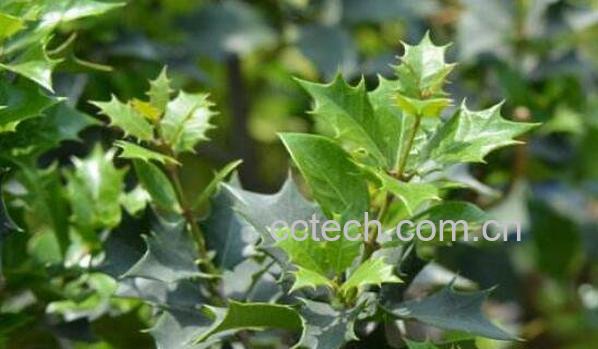 花叶笆髟跹养护 花叶笆魅绾窝殖-0