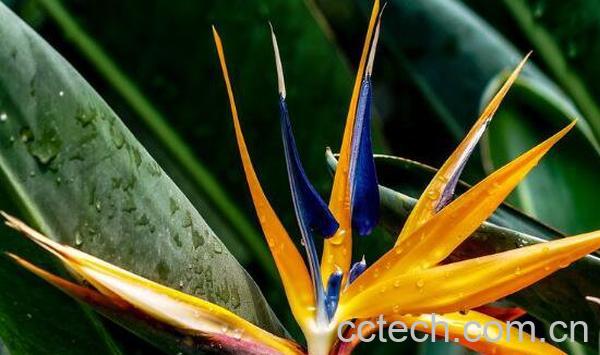 鹤望兰如何养殖 鹤望兰的养殖方法和注意事项-0