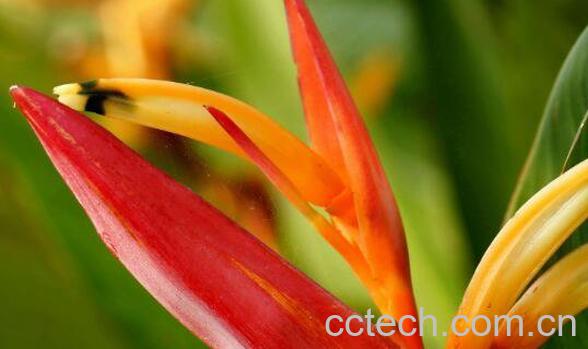 鹤望兰如何养殖 鹤望兰的养殖方法和注意事项-1