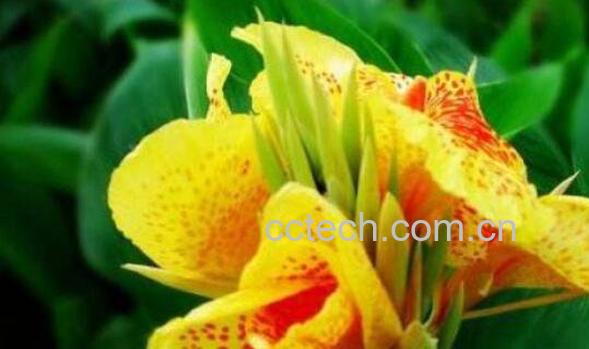 美人蕉品种有哪些 美人蕉花怎么养殖-1