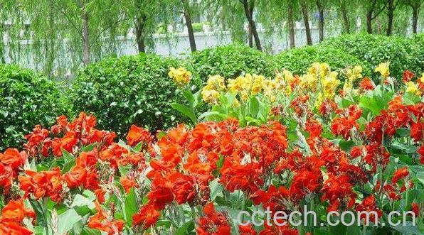 美人蕉品种有哪些 美人蕉花怎么养殖-0