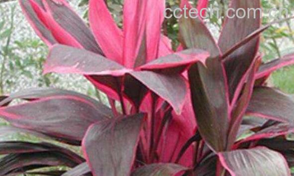 亮叶朱蕉如何养殖 亮叶朱蕉的养殖方法和注意事项-0