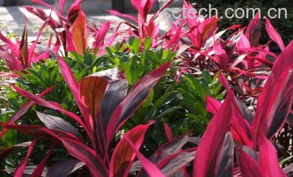 亮叶朱蕉如何养殖 亮叶朱蕉的养殖方法和注意事项-1