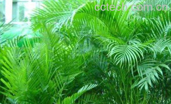 散尾葵叶子干枯怎么办 散尾葵适合在室内养吗-1