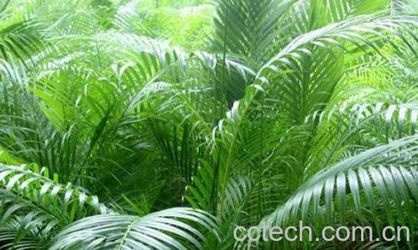 散尾葵叶子干枯怎么办 散尾葵适合在室内养吗-0