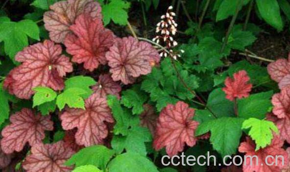 矾根是什么 矾根的养殖方法和注意事项-1