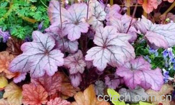 矾根是什么 矾根的养殖方法和注意事项-0