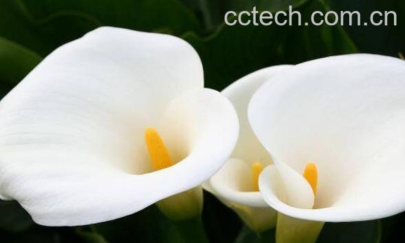 海芋是什么 海芋的养殖方法和注意事项-1