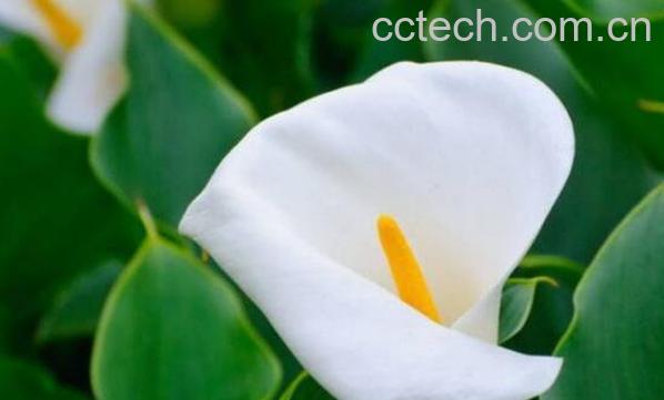 海芋是什么 海芋的养殖方法和注意事项-0