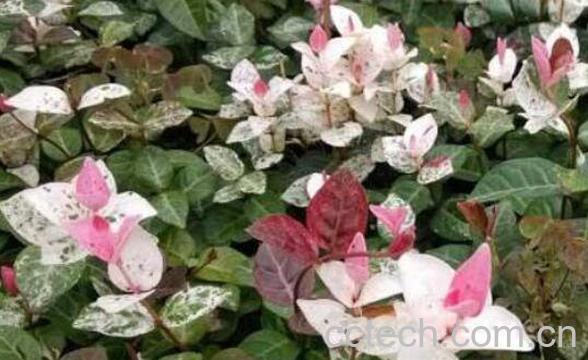 花叶络石的养殖方法和注意事项-0