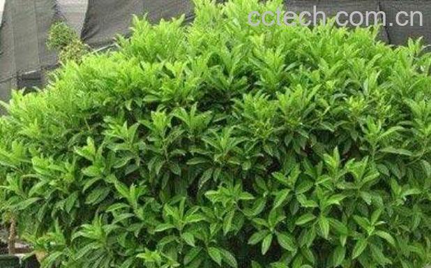 灰莉的养殖方法和注意事项-1