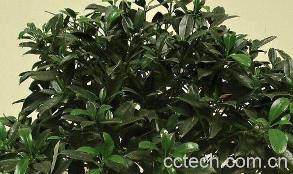 灰莉的养殖方法和注意事项-0