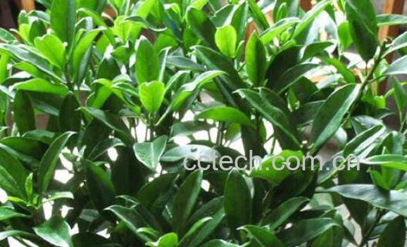 非洲茉莉如何养殖 非洲茉莉的养殖方法和注意事项-0