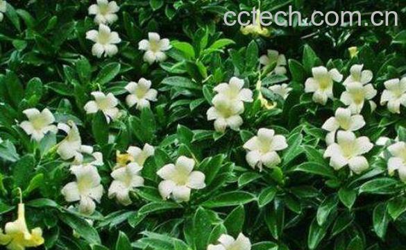非洲茉莉如何养殖 非洲茉莉的养殖方法和注意事项-1