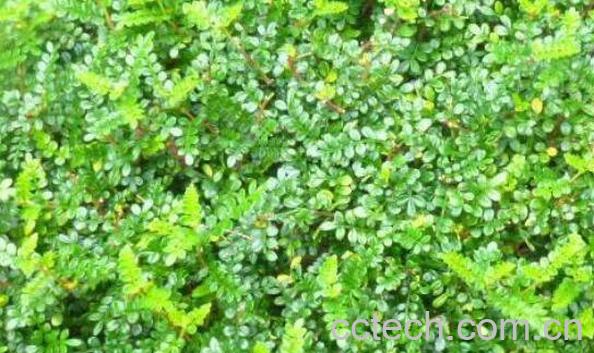 胡椒木怎么养 胡椒木的养殖方法和注意事项-0