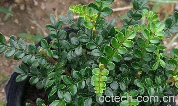 胡椒木怎么养 胡椒木的养殖方法和注意事项-1