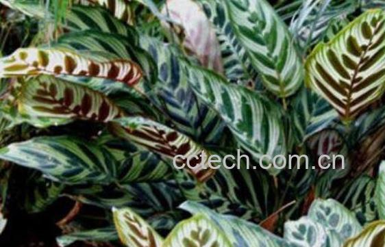 孔雀竹芋怎么养 孔雀竹芋的养殖方法和注意事项-1