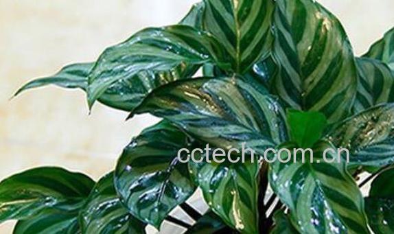 孔雀竹芋怎么养 孔雀竹芋的养殖方法和注意事项-0