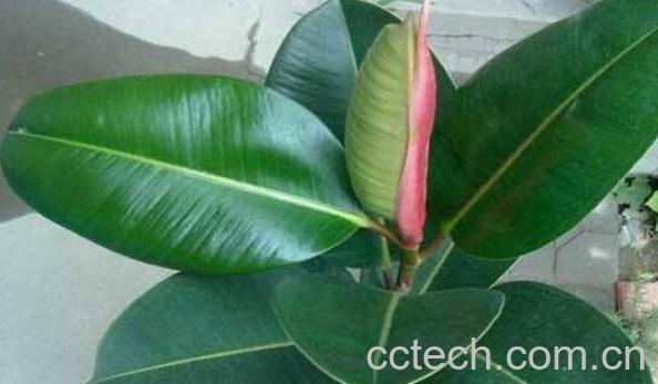 橡皮树怎么养 橡皮树的养殖方法和注意事项-0