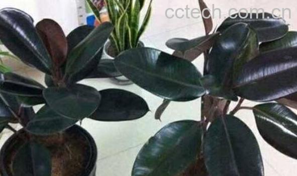 橡皮树怎么养 橡皮树的养殖方法和注意事项-1