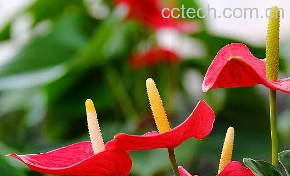 红掌的养殖方法 养殖红掌的注意事项-1