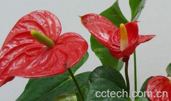 红掌的养殖方法 养殖红掌的注意事项-0