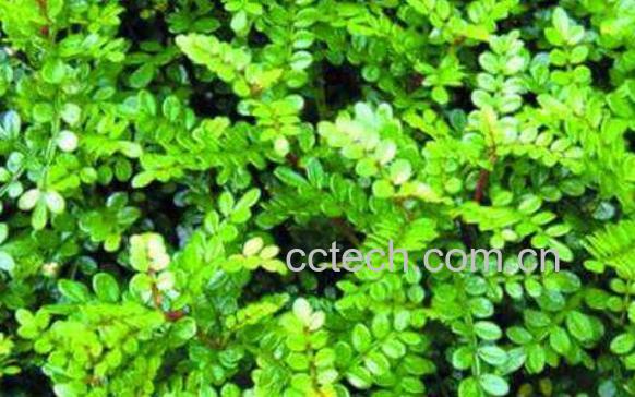 清香木如何养殖 清香木的养殖方法和注意事项-1