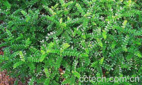 清香木如何养殖 清香木的养殖方法和注意事项-0